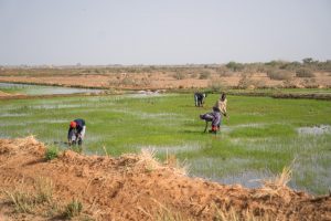 agCelerant rice production food sovereignty senegal