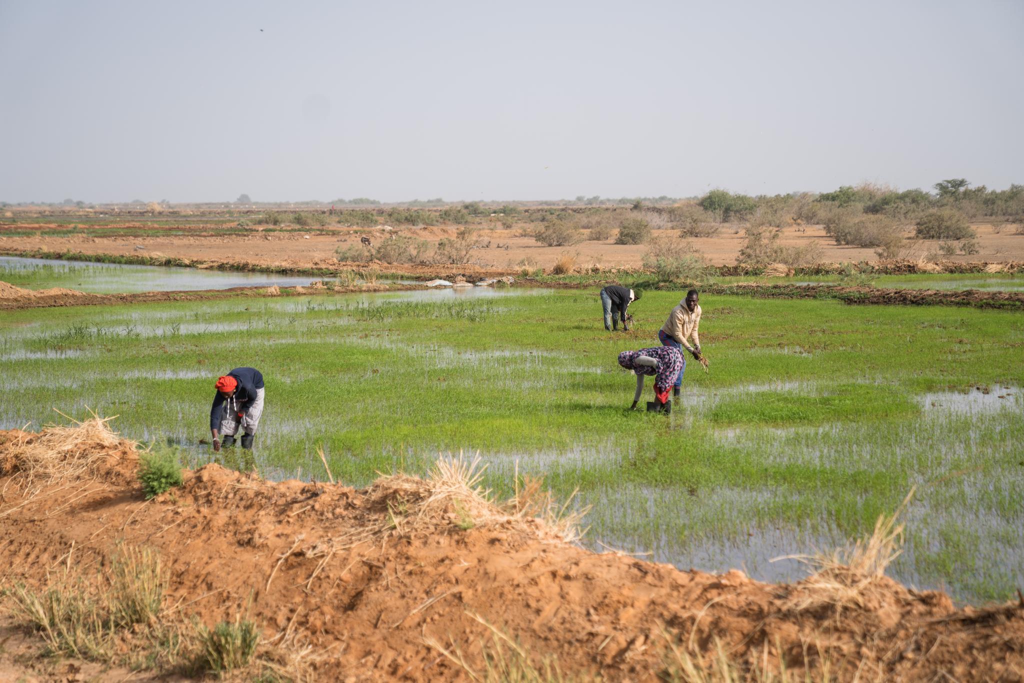 IFC, agCelerant and Bank of Africa Partner to Boost Rice Production in
